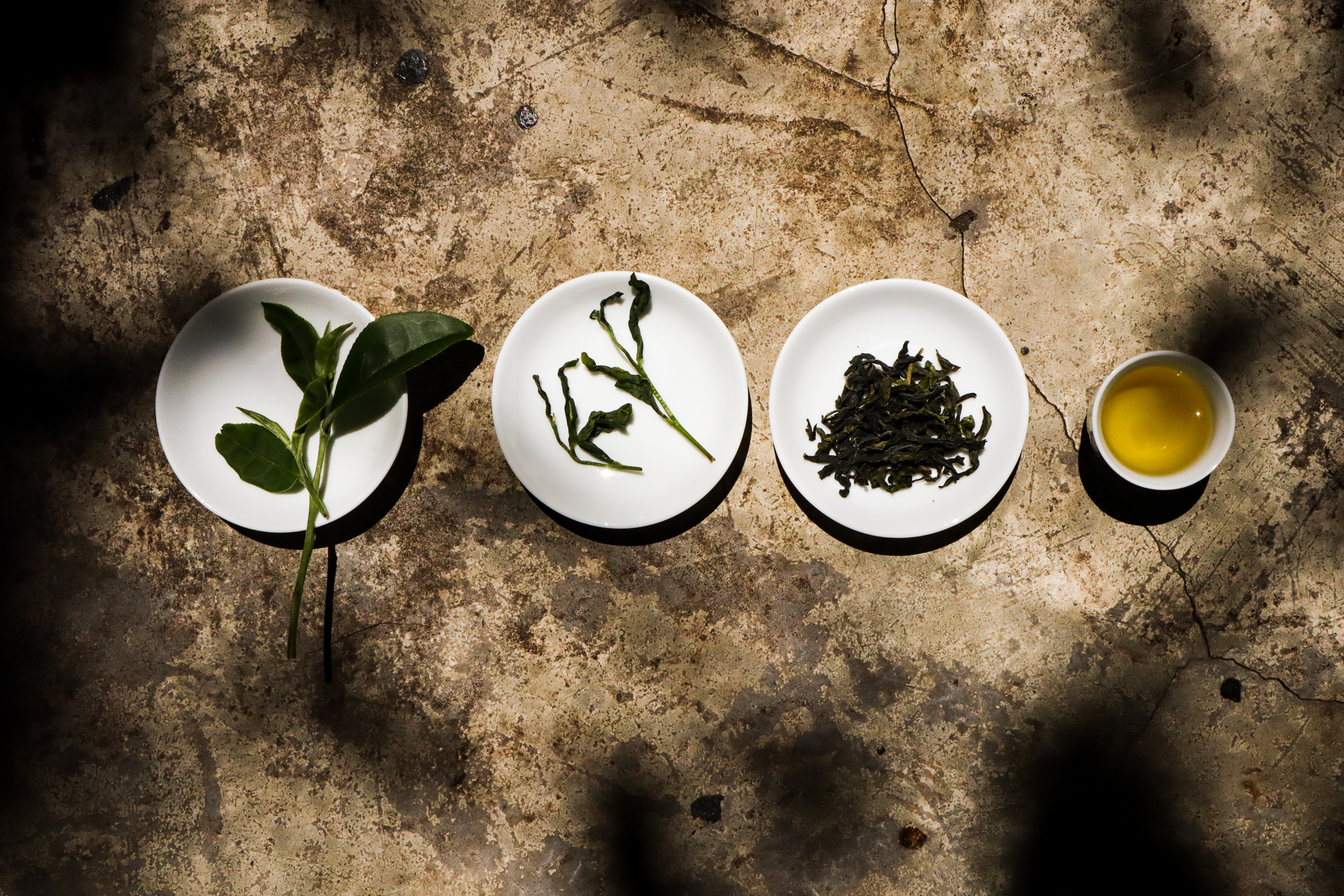 製茶職人「游淞富」向我們展示了茶葉從新鮮的茶菁到成茶的過程
