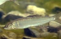 香魚
