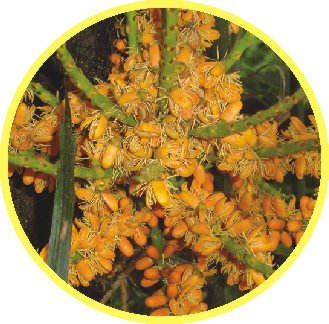 開花的山棕