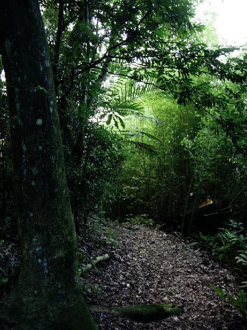 竹林步道