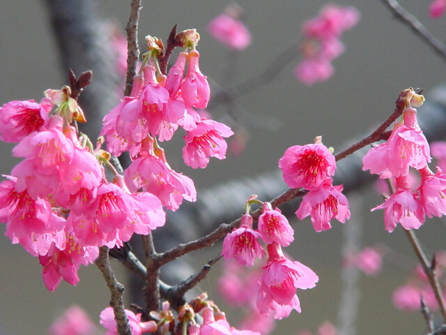 山櫻花