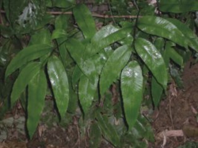 細柄雙蓋蕨