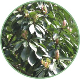 大葉楠
