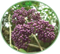 杜虹花果實