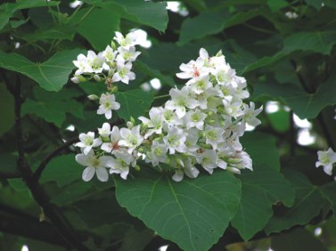 白花