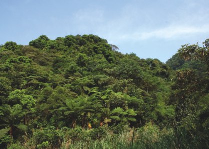 山林